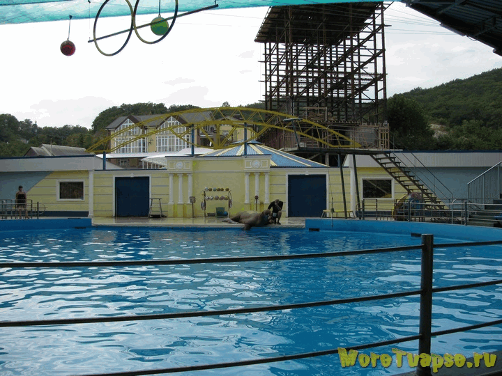 Дельфинарий в пос.Небуг